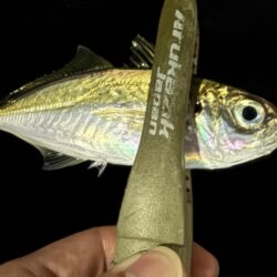 友達は手からオキアミを出している