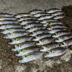 姫路離島でアジング｜豆三昧で楽しめなかった