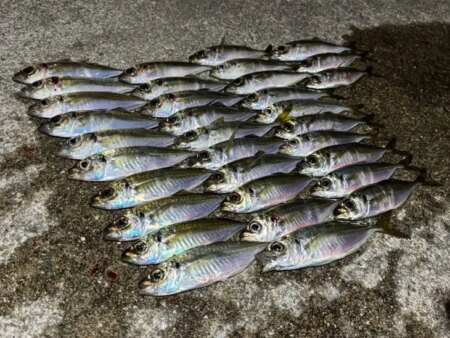 姫路離島でアジング｜豆三昧で楽しめなかった