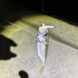 淡路でフロートアジングやってみたけど