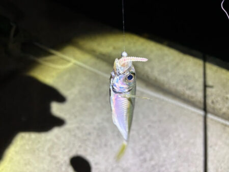 淡路でフロートアジングやってみたけど