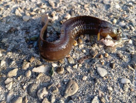 夕暮れ〜穴釣りとフカセ釣り