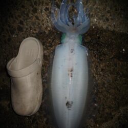 Teamゲッソー調査隊