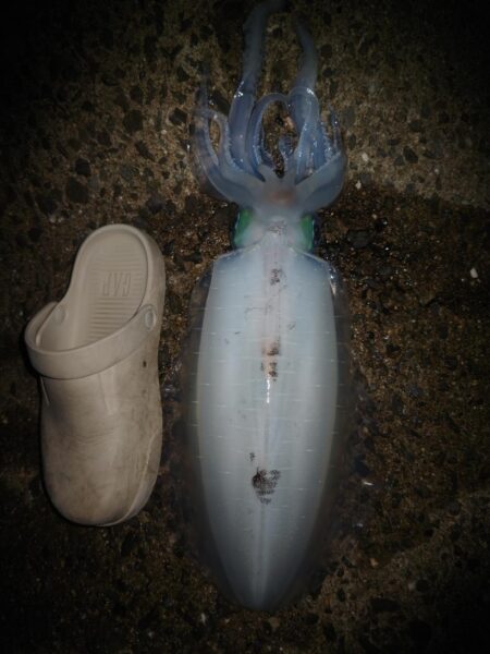 Teamゲッソー調査隊