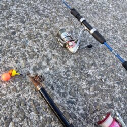 胴付きで高級魚アイナメ