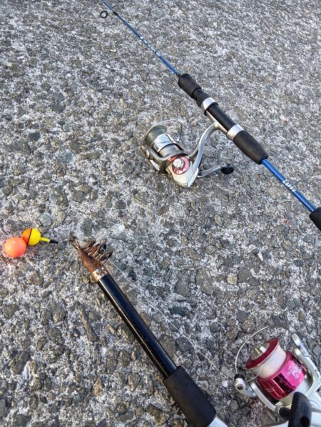 胴付きで高級魚アイナメ