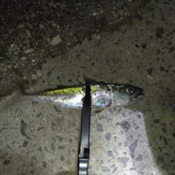 ただ単にアジング