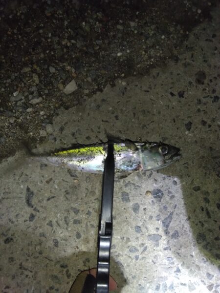 ただ単にアジング