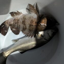 ナイトアジング