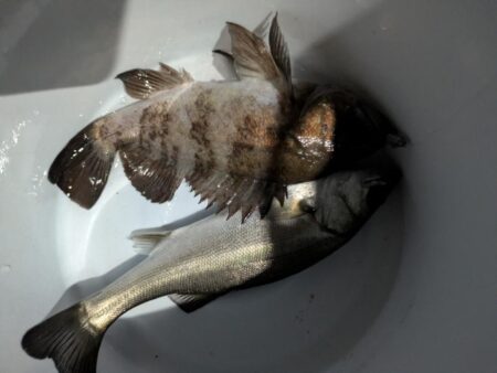 ナイトアジング