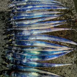 アジとタチウオ