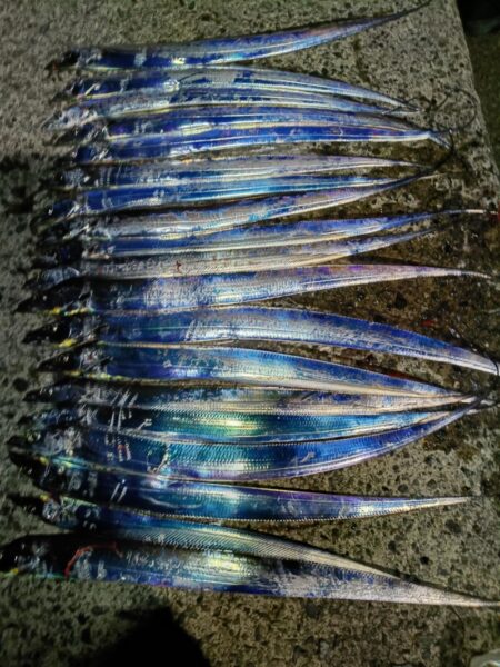 アジとタチウオ