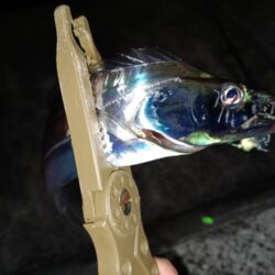 尺アジとタチウオ