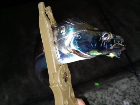 尺アジとタチウオ