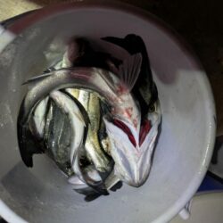 ボートシーバス