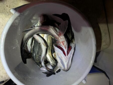 ボートシーバス