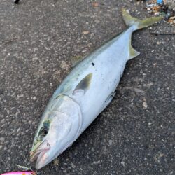 エギングからの青物釣り