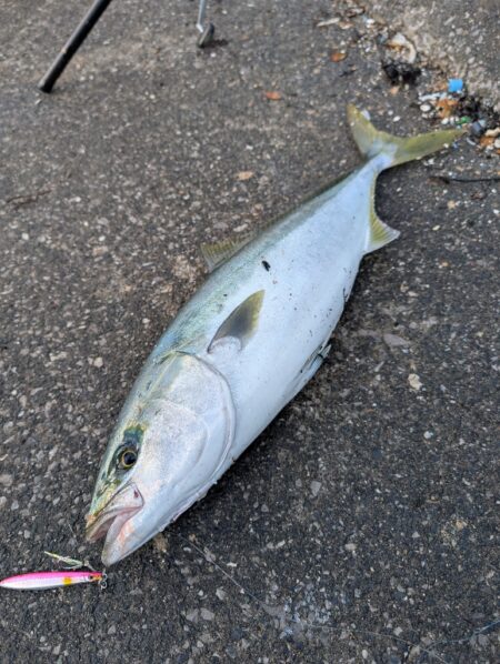 エギングからの青物釣り