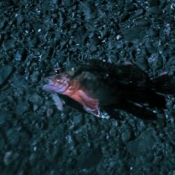 ガシラだけ、、、