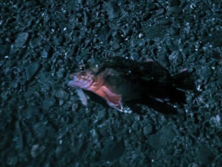 ガシラだけ、、、