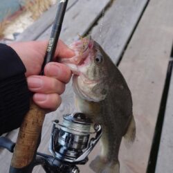 管理釣場で数釣り