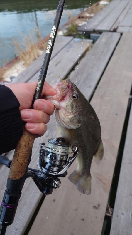 管理釣場で数釣り