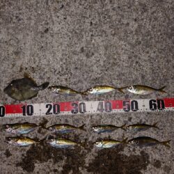 電気ウキ釣り 17