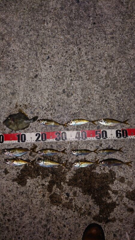 電気ウキ釣り 17