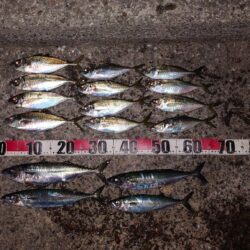 電気ウキ釣り 18