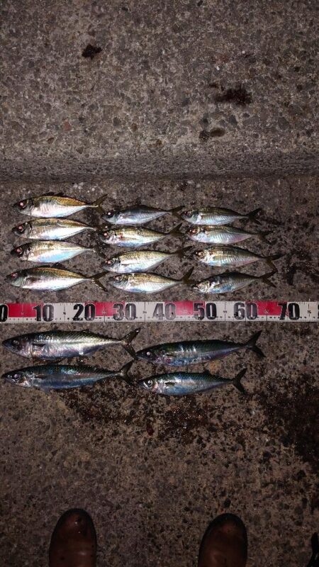 電気ウキ釣り 18