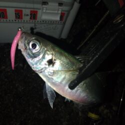 (尺アジ)フロートゲ~ム