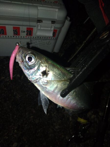 (尺アジ)フロートゲ~ム