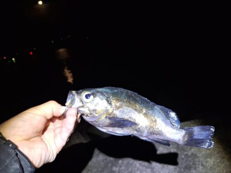 メバル1釣り
