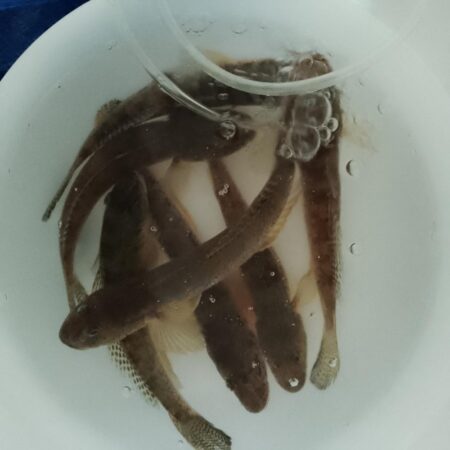 マハゼ〜サイズ更新