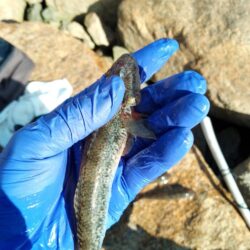 マハゼ〜まだ釣れるが…