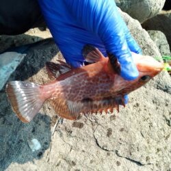 アコウ　釣り納め