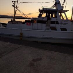 白甘鯛GETしたけど、渋かった