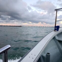 釣り納めはメジロ２匹