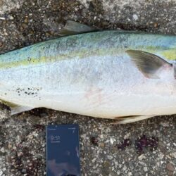 メジロ、ブリがヒット!東二見の飲ませ釣り