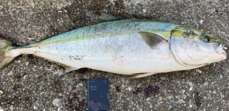 メジロ、ブリがヒット!東二見の飲ませ釣り