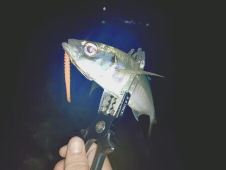 シブい日は粘り釣行