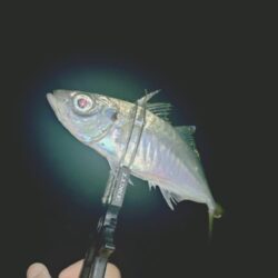 昼間の青物ノマセ釣りボウズからの夜間フロートアジング