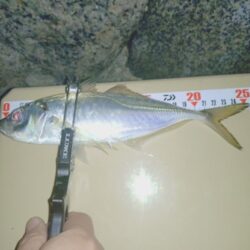 ２週間ぶりの淡路島🎣