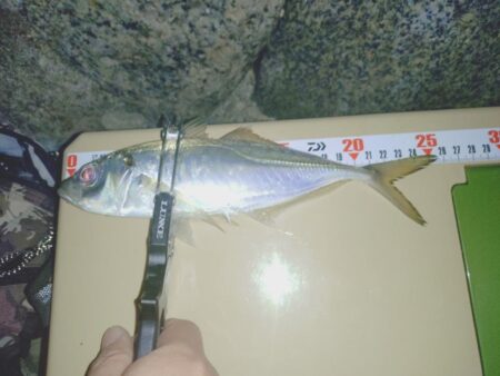 ２週間ぶりの淡路島🎣