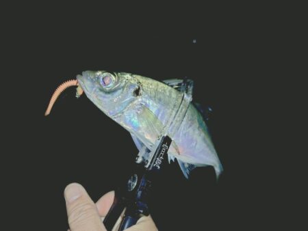 フロートアジング新場所調査