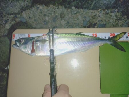 2025年フロートアジング納め