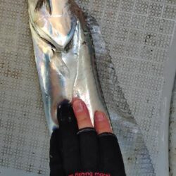 瀬戸内海船タチウオ（初）