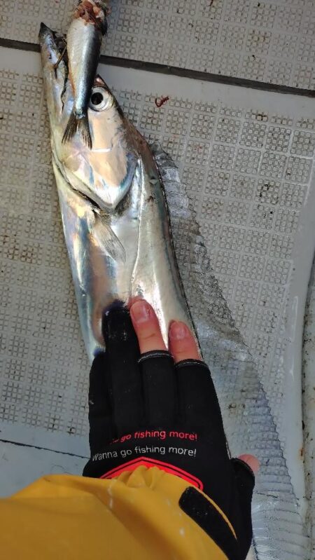 瀬戸内海船タチウオ（初）