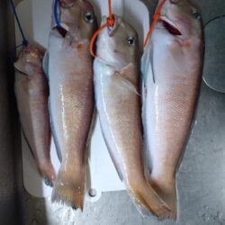 釣り納めアマダイ!!