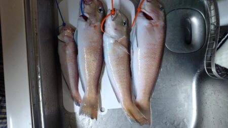 釣り納めアマダイ!!